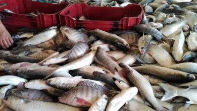 تراجع أسعار الأسماك والمأكولات البحرية في أسواق محافظة الغربية اليوم والفرص المتاحة للمستهلكين