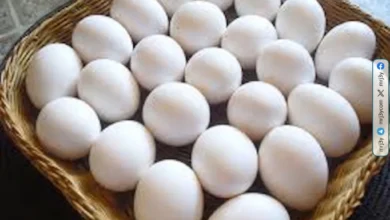 تراجع أسعار البيض في كفر الشيخ اليوم السبت في المزارع والأسواق