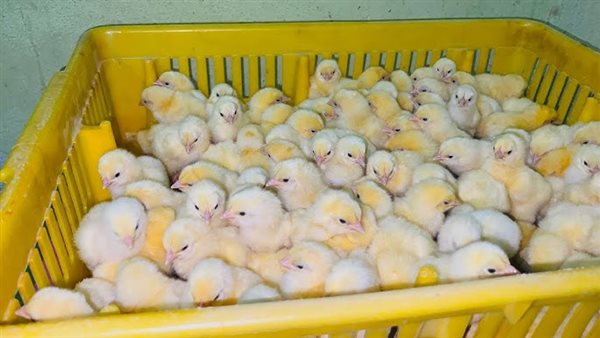 تراجع أسعار الدواجن اليوم الثلاثاء بين الكتاكيت والبط في بورصة الأسواق