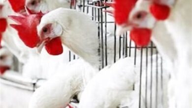 تراجع أسعار الفراخ ثلاثة جنيهات وحركة السوق اليوم الثلاثاء في بورصة الدواجن والبيض والبانيه