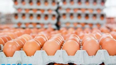 تراجع أسعار كرتونة البيض بشكل مفاجئ اليوم الأحد 12 أبريل 2026 بأكثر من 10 جنيهات
