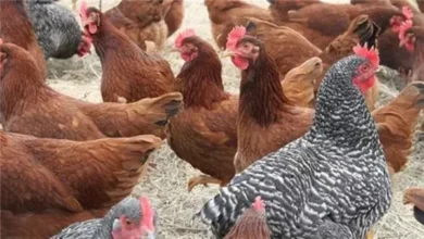 تراجع ملحوظ في أسعار الفراخ البيضاء خلال تعاملات اليوم السبت