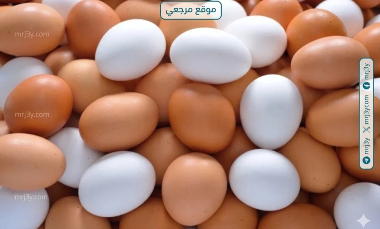 تراجع واضح في سعر كرتونة البيض اليوم في الأسواق المصرية