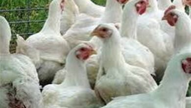 تقرير أسعار الدواجن البيضاء مساء الخميس السادس عشر من أبريل 2026