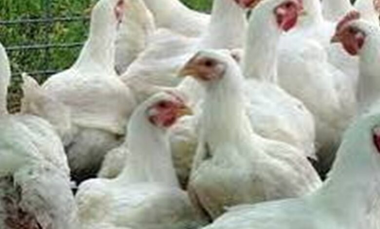 تقرير أسعار الدواجن البيضاء مساء الخميس السادس عشر من أبريل 2026