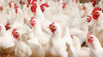 ثبات أسعار الدواجن اليوم والفراخ البيضاء تسجل 93 5 جنيه للكيلو