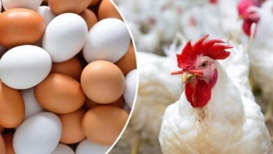 زيادة غير مسبوقة في أسعار كيلو الدواجن ٨ جنيهات مع حلول عيد القيامة وارتفاع الطلب يضغط على الأسواق المحلية