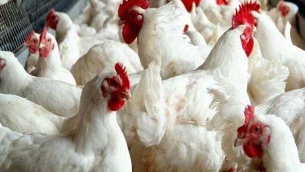 سعر الدجاج اليوم في الأسواق المحلية وأحدث التحديثات اليومية