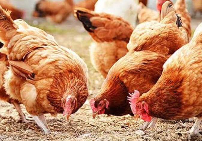 سعر الدواجن اليوم السبت في الأسواق المحلية وتطوراته الجديدة