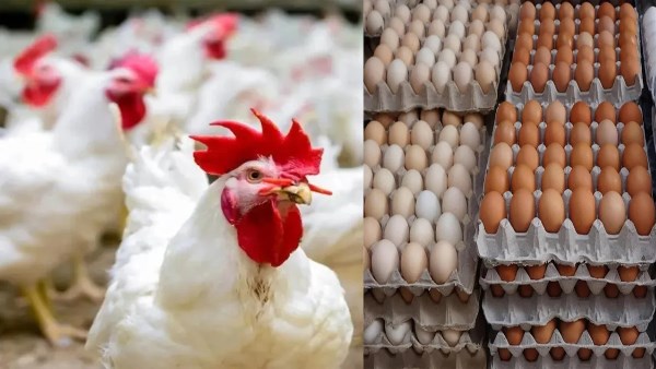 سعر الدواجن اليوم السبت في الأسواق وكيف يمكن أن يؤثر على مشترياتك اليومية