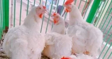 سعر الدواجن في الإسكندرية اليوم الجمعة 24 أبريل 2026 يتصدر السوق