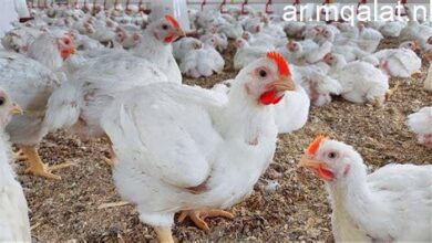 سعر الدواجن في الإسكندرية اليوم الجمعة الرابع والعشرين من أبريل 2026