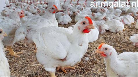 سعر الدواجن في الإسكندرية اليوم الجمعة الرابع والعشرين من أبريل 2026