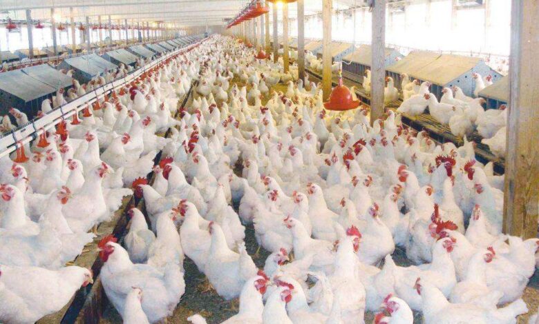 سعر الدواجن والبيض في الأسواق اليوم الأربعاء الخامس عشر من أبريل 2026