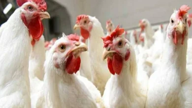 سعر الفراخ البيضاء اليوم السبت في الأسواق والمزارع بورصة الدواجن الآن