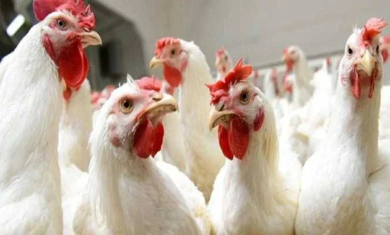 سعر الفراخ البيضاء في الأسواق والمزارع اليوم الأربعاء 15 أبريل 2026 في بورصة الدواجن