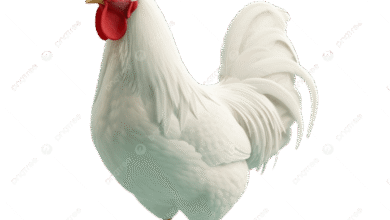 سعر الفراخ البيضاء والساسو والبلدي اليوم السبت 25 أبريل 2026 في مصر تحديث لحظي لأسعار الدواجن في الأسواق والمزارع