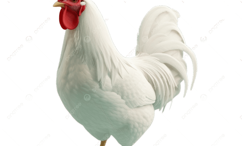 سعر الفراخ البيضاء والساسو والبلدي اليوم السبت 25 أبريل 2026 في مصر تحديث لحظي لأسعار الدواجن في الأسواق والمزارع