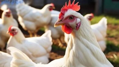 سعر الفراخ اليوم من المزرعة إلى المستهلك في نشرة يومية شاملة