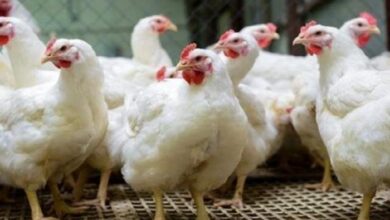 سعر الفراخ في بورصة الدواجن اليوم الجمعة الرابع والعشرين من إبريل 2026