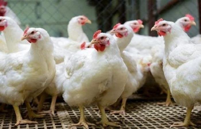 سعر الفراخ في بورصة الدواجن اليوم الجمعة الرابع والعشرين من إبريل 2026