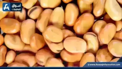 سعر الفول اليوم الإثنين عند التاجر وتفاصيل أردب الفول البلدي وأحدث أسعار السلع