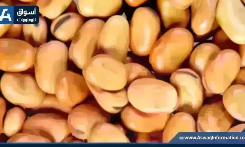 سعر الفول اليوم الإثنين عند التاجر وتفاصيل أردب الفول البلدي وأحدث أسعار السلع