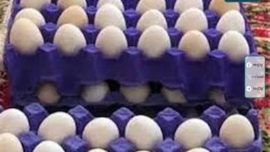 سعر كرتونة البيض اليوم الاثنين 13 ابريل 2026 في الأسواق المصرية للمستهلك والجملة يتصدر الأسعار ويتحكم في ميزانية الأسر