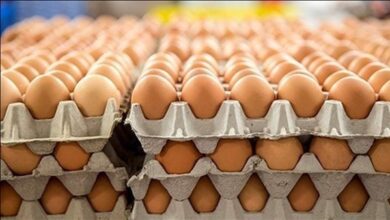 سعر كرتونة البيض اليوم الثلاثاء يتغير في بورصة الدواجن وينتظر الجميع التفاصيل الكاملة