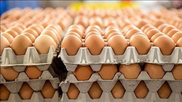 سعر كرتونة البيض اليوم الثلاثاء يتغير في بورصة الدواجن وينتظر الجميع التفاصيل الكاملة