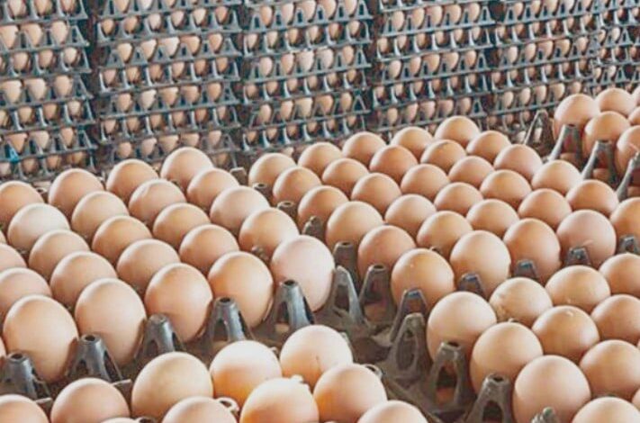 سعر كرتونة البيض اليوم في السوق المحلية للمستهلك 13 ابريل 2026 وتفاصيل التغيرات السعرية
