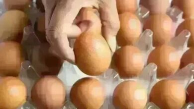 سعر كرتونة البيض في بورصة الدواجن للمستهلك اليوم الجمعة 24 ابريل 2026