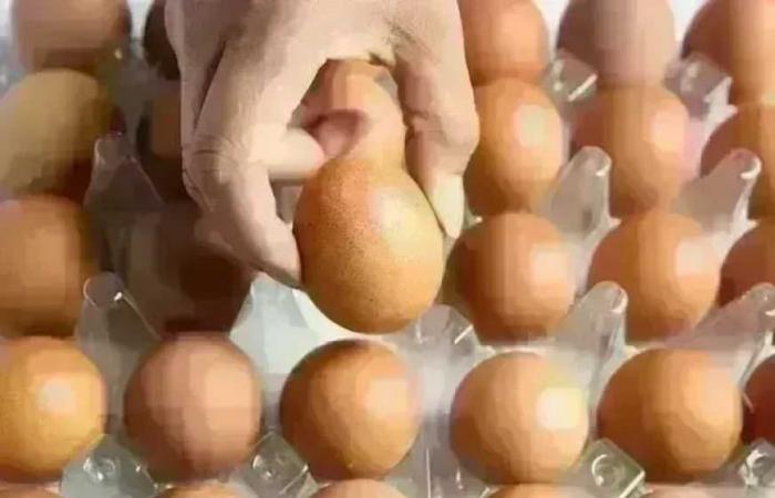 سعر كرتونة البيض في بورصة الدواجن للمستهلك اليوم الجمعة 24 ابريل 2026