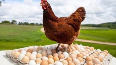 سعر كرتونة البيض في مصر اليوم الجمعة 24 أبريل 2026 مع أسباب التغير في السوق