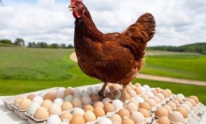 سعر كرتونة البيض في مصر اليوم الجمعة 24 أبريل 2026 مع أسباب التغير في السوق