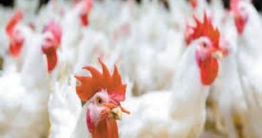 سعر كيلو الفراخ في القليوبية السبت الحادي عشر من أبريل ألفين وستة وعشرين البيضاء ترتفع إلى ثلاثة وثمانين جنيها