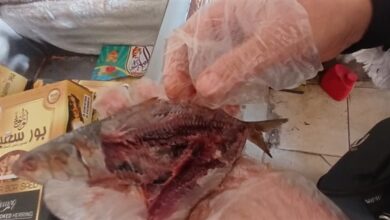 ضبط كميات ضخمة من الرنجة تتجاوز الطنين مشتبه في فسادها بالغربية