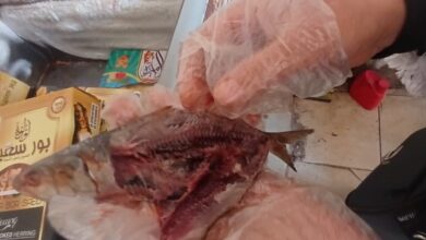ضبط كمية ضخمة من الرنجة الفاسدة تصل إلى 2 طن و300 كيلو في الغربية صور حصرية تكشف تفاصيل الواقعة