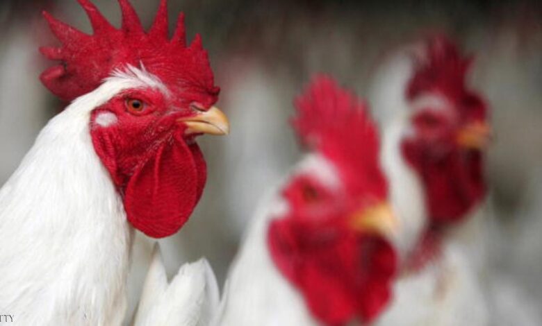 عودة تجارة الدواجن المصرية إلى أسواق الخليج بعد توقف طويل