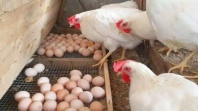 قبل شم النسيم أسعار كرتونة البيض تتغير بشكل غير متوقع اليوم السبت في الأسواق