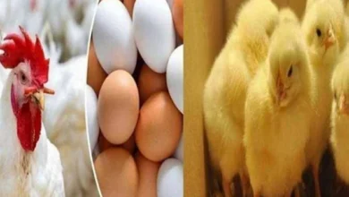 كم سعر الفراخ البيضاء اليوم في بورصة وأسواق الدواجن والبيض في الشرقية الاثنين 13 ابريل 2026