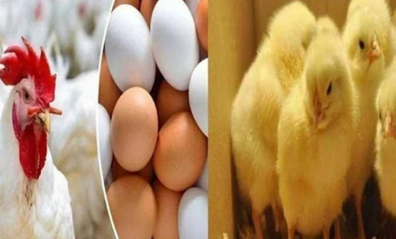 كم سعر الفراخ البيضاء اليوم في بورصة وأسواق الدواجن والبيض في الشرقية الاثنين 13 ابريل 2026