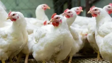 كم سعر كيلو الفراخ الأبيض يتراجع والثابت في البلدي يثير اهتمام المستهلكين اليوم