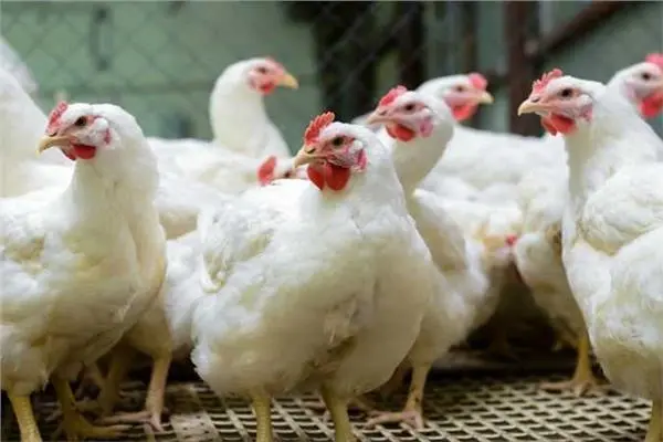 كم سعر كيلو الفراخ الأبيض يتراجع والثابت في البلدي يثير اهتمام المستهلكين اليوم