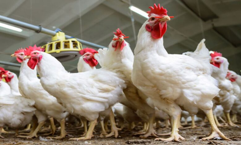لغز سعر الفراخ 40 جنيه والاستمرار في تراجع شراء الأسر المصرية للدواجن اليوم
