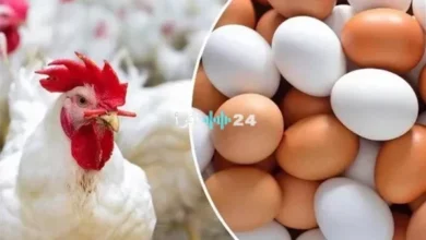 مفاجأة في أسعار الفراخ البيضاء اليوم وتحركات بورصة الدواجن وتفاصيل الكيلو في الأسواق المصرية