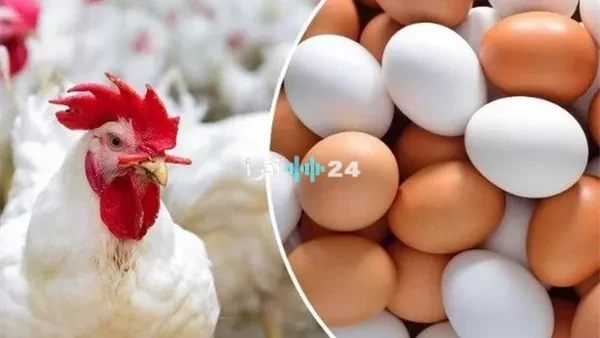 مفاجأة في أسعار الفراخ البيضاء اليوم وتحركات بورصة الدواجن وتفاصيل الكيلو في الأسواق المصرية