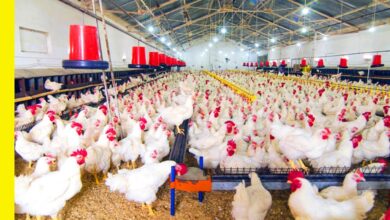 مفاجأة في بورصة الدواجن اليوم سعر الفراخ البيضاء للمستهلك والمزارع واستقرار ملحوظ قبل موجة ارتفاع متوقعة