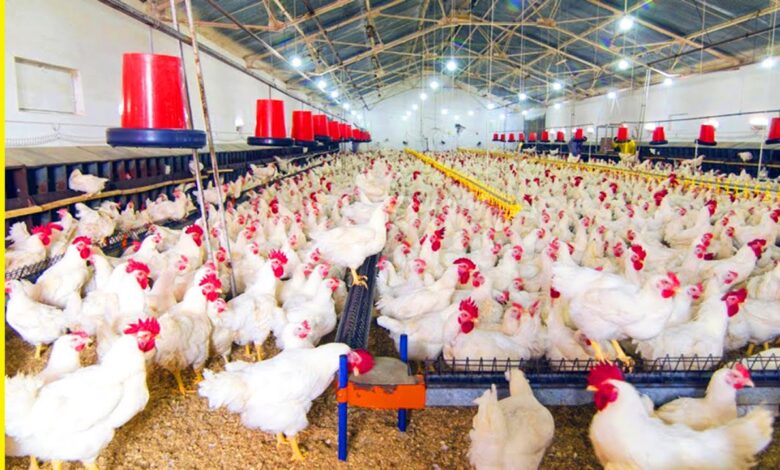 مفاجأة في بورصة الدواجن اليوم سعر الفراخ البيضاء للمستهلك والمزارع واستقرار ملحوظ قبل موجة ارتفاع متوقعة