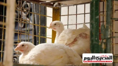 منتجى الدواجن في مصر ينتجون يوميا ملايين الدجاجات والبيض بمعدلات قياسية تزيد عن الأربعة ملايين دجاجة والي خمسة وأربعين مليون بيضة